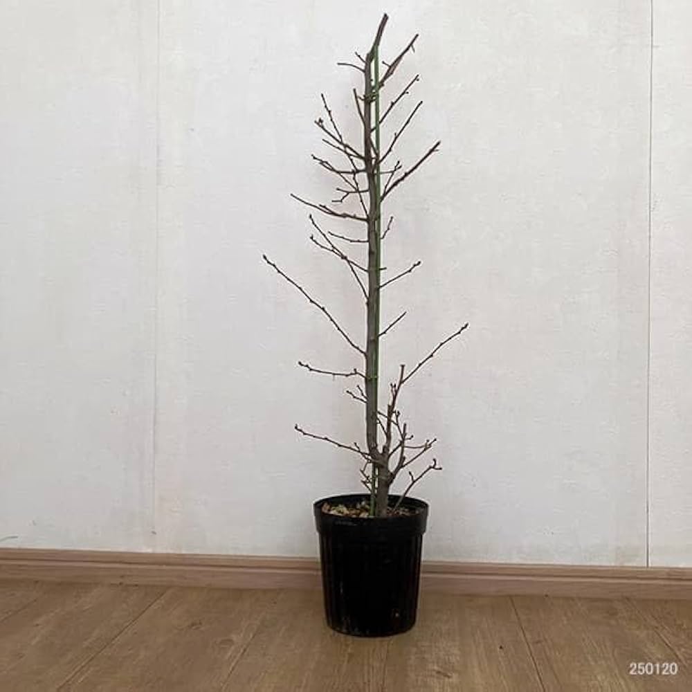 冷蔵　ナツグミ　グミの実　5キロ 楽天市場】グミ 苗木 【夏グミ】 1年生 ポット苗 茱萸 胡頽子